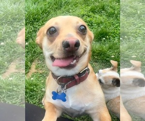 Chihuahua-Unknown Mix Dogs for adoption in Spring Lake, NC, USA