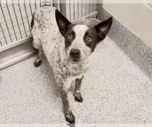 German Shorthaired Pointer-Unknown Mix Dogs for adoption in Houston, TX, USA