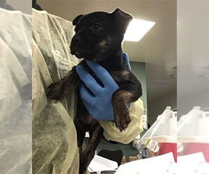 German Shepherd Dog-Unknown Mix Dogs for adoption in Riverside, CA, USA