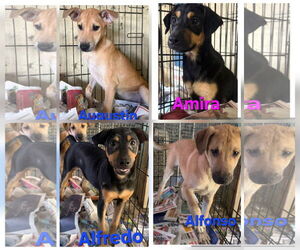 Labrador Retriever-Unknown Mix Dogs for adoption in Virginia Beach, VA, USA