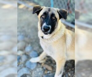Mutt Dogs for adoption in Salinas, CA, USA