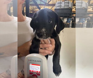 Labrador Retriever-Unknown Mix Dogs for adoption in Foristell, MO, USA