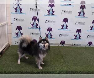 Pomsky Dogs for adoption in Orlando, FL, USA