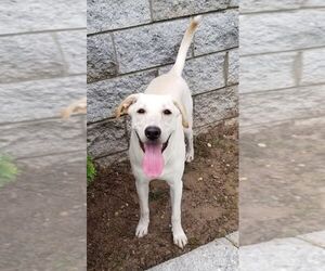 Labrador Retriever Dogs for adoption in Perth Amboy, NJ, USA