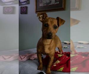Chiweenie Dogs for adoption in San Antonio, TX, USA