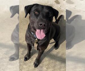 Labrador Retriever-Unknown Mix Dogs for adoption in Center Township, PA, USA