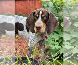 Coonhound Dogs for adoption in NEWPORT NH, NH, USA