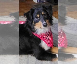 Australian Shepherd-Unknown Mix Dogs for adoption in Columbus, OH, USA