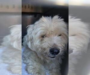 Poodle (Miniature)-Unknown Mix Dogs for adoption in Lodi, CA, USA