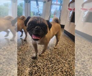 Pug Dogs for adoption in Tracy, CA, USA