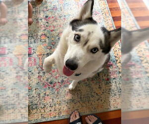 Siberian Husky Dogs for adoption in Holly Springs, NC, USA