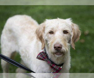 Labradoodle Dogs for adoption in Arlington, VA, USA