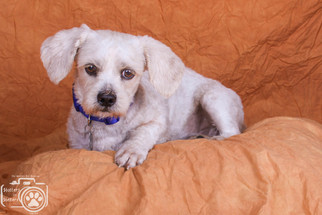 Mal-Shi Dogs for adoption in Colorado Springs , CO, USA