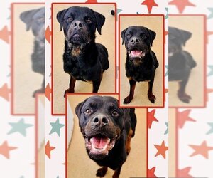 Rottweiler Dogs for adoption in Derwood, MD, USA