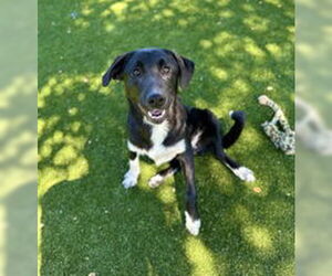 Labrador Retriever Dogs for adoption in Salinas, CA, USA