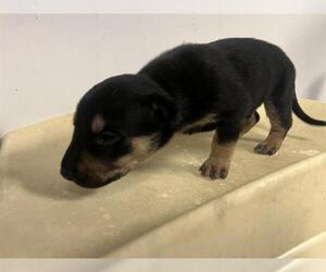 American Pit Bull Terrier-German Shepherd Dog Mix Dogs for adoption in Corona, CA, USA