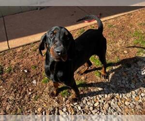 Black and Tan Coonhound Dogs for adoption in Harrisville, WV, USA