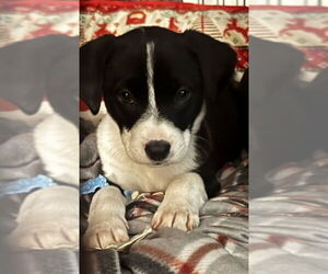 American Pit Bull Terrier-American Staffordshire Terrier Mix Dogs for adoption in Chester, VA, USA