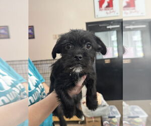 Bossi-Poo Dogs for adoption in Sanford, FL, USA