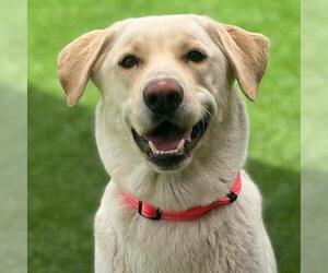 Labrador Retriever-Unknown Mix Dogs for adoption in San Diego, CA, USA