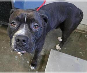 American Pit Bull Terrier Dogs for adoption in Camarillo, CA, USA