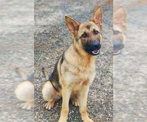 German Shepherd Dog Dogs for adoption in Talladega, AL, USA