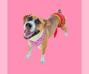 Mutt Dogs for adoption in Bakersfield, CA, USA
