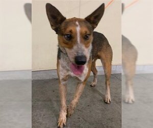 Australian Cattle Dog Dogs for adoption in Orange, CA, USA