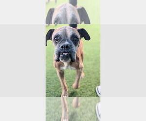Boxer Dogs for adoption in Austin, TX, USA