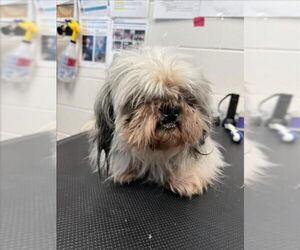 Shih Tzu Dogs for adoption in Saginaw, MI, USA