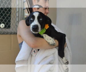 Great Pyrenees-Unknown Mix Dogs for adoption in McKinney, TX, USA