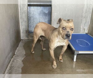 American Pit Bull Terrier-Unknown Mix Dogs for adoption in San Bernardino, CA, USA