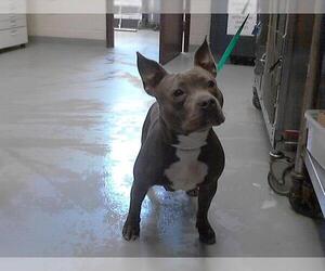 American Pit Bull Terrier Dogs for adoption in Fayetteville, NC, USA