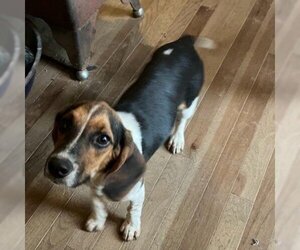 Beagle Dogs for adoption in Spring, TX, USA