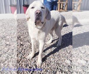 Great Pyrenees-Mastiff Mix Dogs for adoption in PEYTON, CO, USA