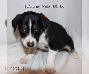 Border Collie-Siberian Husky Mix Dogs for adoption in Aurora, IN, USA