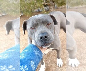 American Pit Bull Terrier Dogs for adoption in Apple Valley, CA, USA