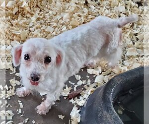 Maltese Dogs for adoption in Mountain View, MO, USA