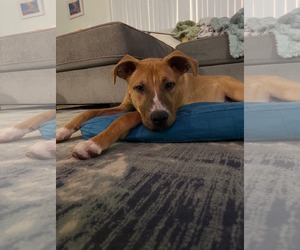 Boxador Dogs for adoption in MIDWAY, UT, USA