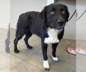 Border Collie Dogs for adoption in San Antonio, TX, USA