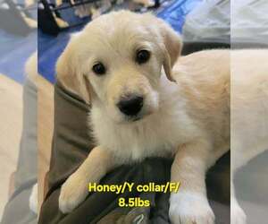 Great Pyrenees-Unknown Mix Dogs for adoption in Aurora, IN, USA