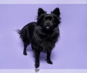 Schip-a-Pom Dogs for adoption in Derwood, MD, USA
