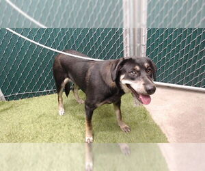 Shepradors Dogs for adoption in Downey, CA, USA