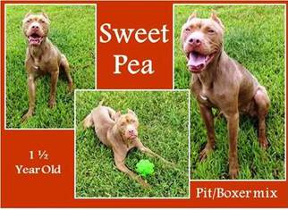 Bullboxer Pit Dogs for adoption in Indianapolis, IN, USA