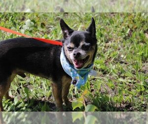 Chihuahua Dogs for adoption in Fairbanks, AK, USA