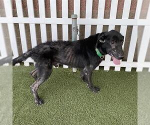 German Shepherd Dog-Unknown Mix Dogs for adoption in Modesto, CA, USA