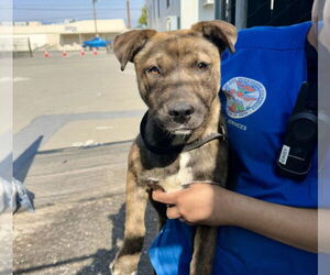 American Pit Bull Terrier-Unknown Mix Dogs for adoption in San Bernardino, CA, USA