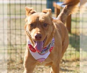 American Staffordshire Terrier-Unknown Mix Dogs for adoption in San Antonio, TX, USA