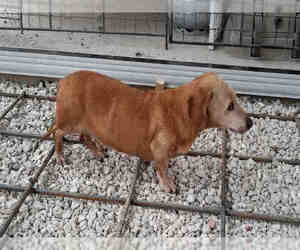 Dachshund Dogs for adoption in San Antonio, TX, USA
