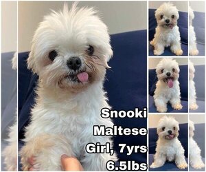 Maltese Dogs for adoption in Seattle, WA, USA